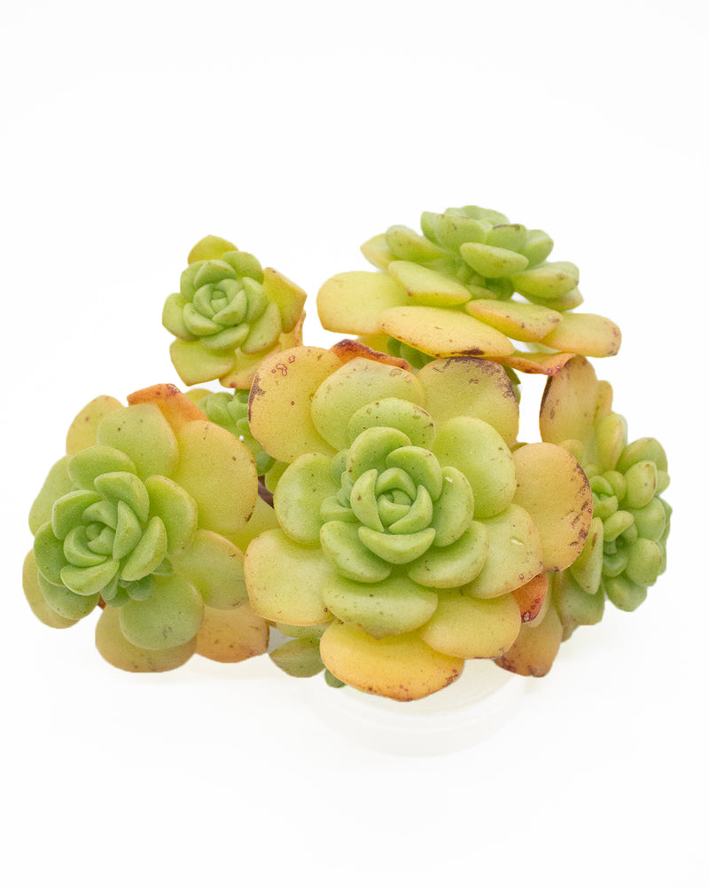 Aeonium LilyPad
