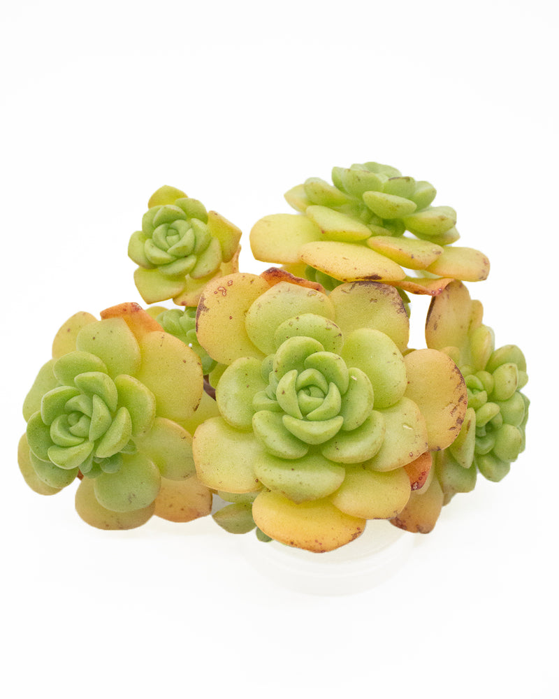 Aeonium Lily Pad Toronto's 5-star Bestseller nursery store selected local & Korean rare succulents; houseplants, indoor plants, selected handmade planters with a drainage hole, pots, bonsai pots, produced by ourselves, wholesale.