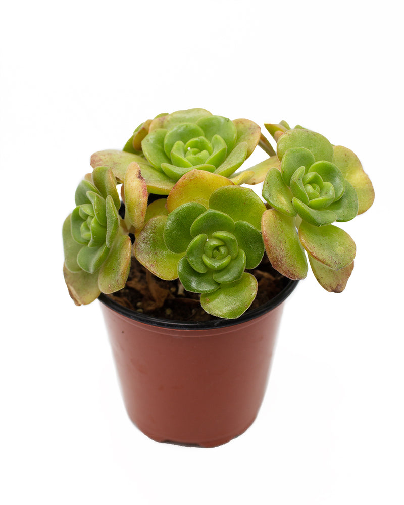 Aeonium LilyPad