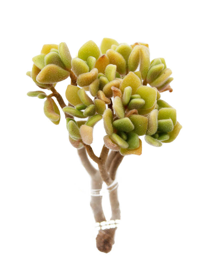 Aeonium Lindleyi