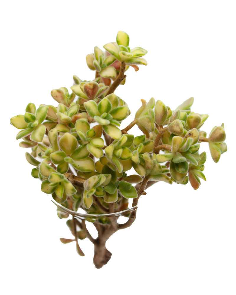 Aeonium Spathulatum Variegated