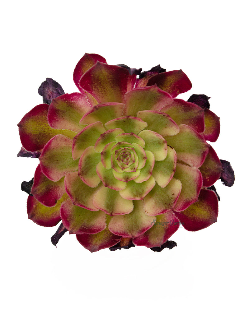 Aeonium Arboreum 'Zwartkop' var.