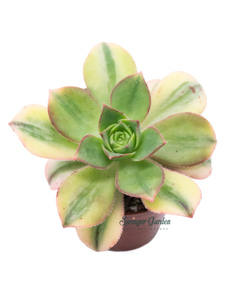 Aeonium Sunburst