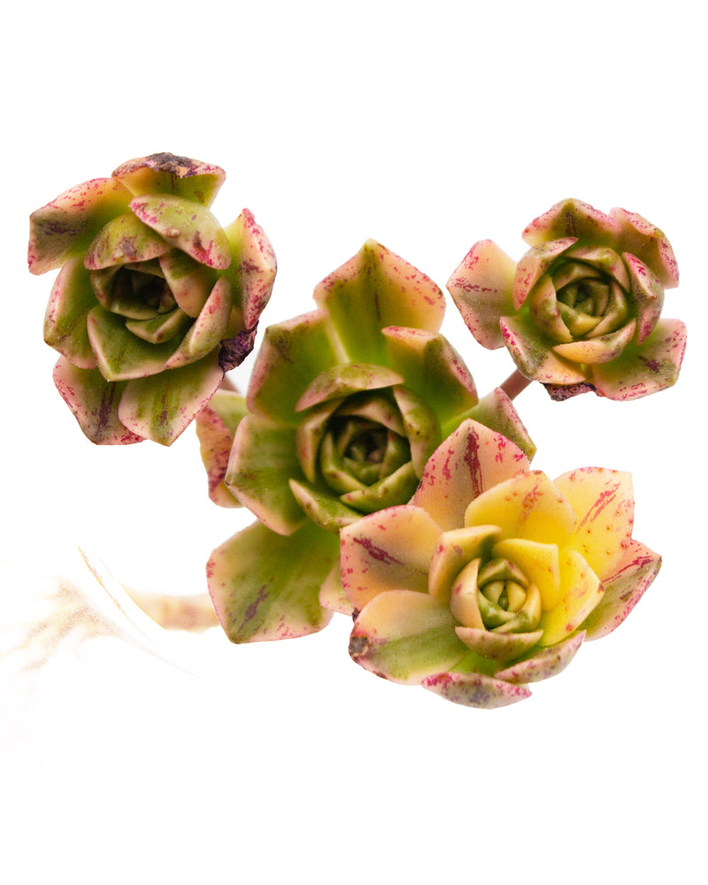 Aeonium Sweet Tea