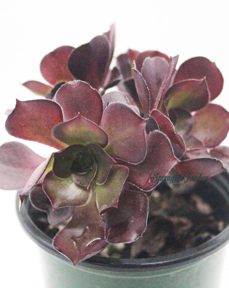 Aeonium Arboreum Nigrum