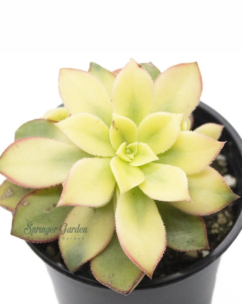 Aeonium Decorum f Variegata