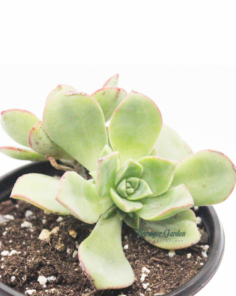 Aeonium Haworthii (Pinwheel)