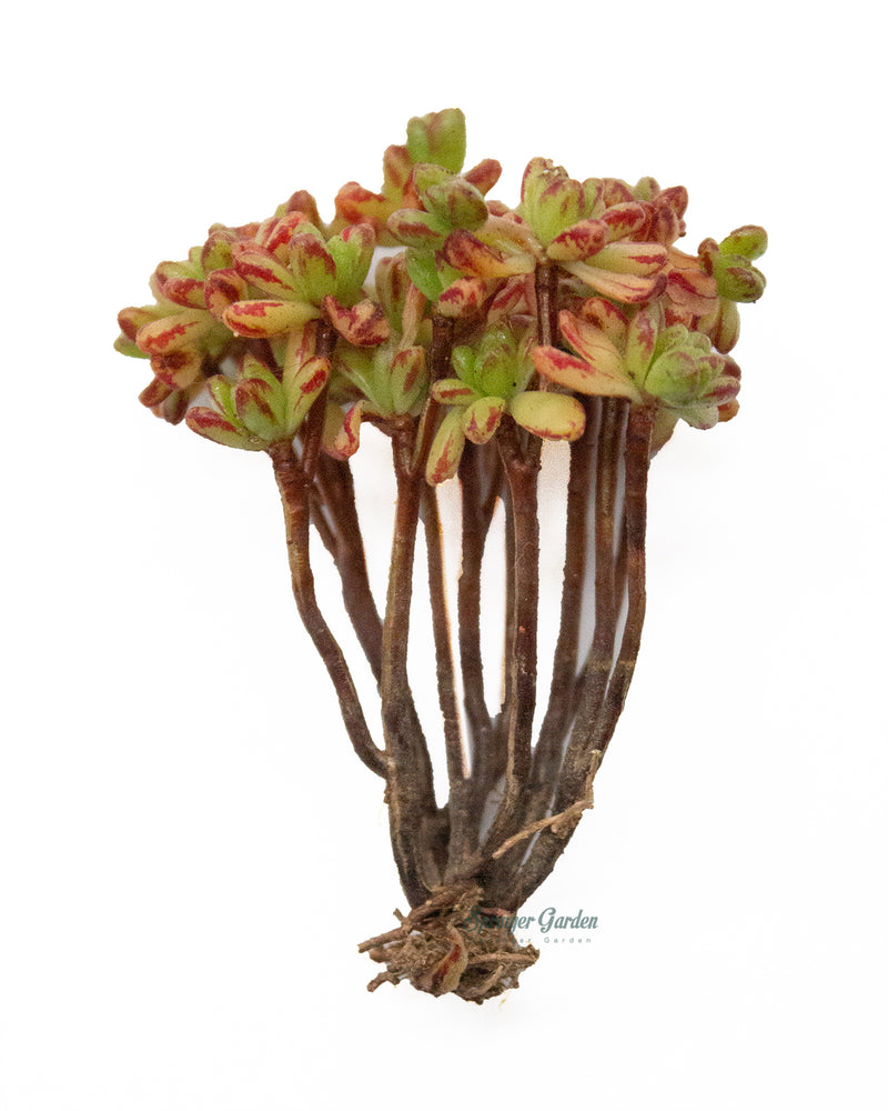 Aeonium Sedifolius Toronto's 5-star Bestseller nursery store selected local & Korean rare succulents; houseplants, indoor plants, selected handmade planters with a drainage hole, pots, bonsai pots, produced by ourselves, wholesale.