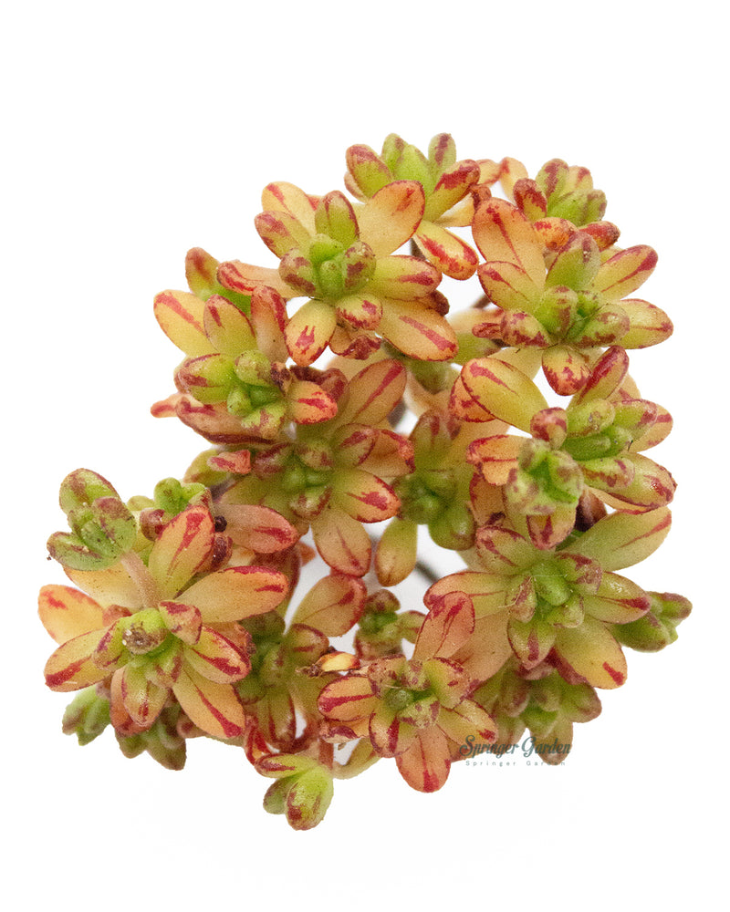Aeonium Sedifolius