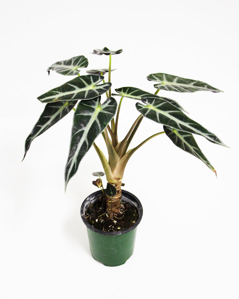 alocasisbambino. Toronto's 5-star Bestseller nursery store selected local & Korean rare succulents; houseplants, indoor plants, selected handmade planters with a drainage hole, pots, bonsai pots, produced by ourselves, wholesale. Ceramic Planter With Drainage Hole Cactus Succulent Plant Pot/Small Fern Flower Pot Gift Garden Desk Pottery/Handmade/Ceramic/Glazed/Table Decor/Indoor Decor/Tabletop Planter