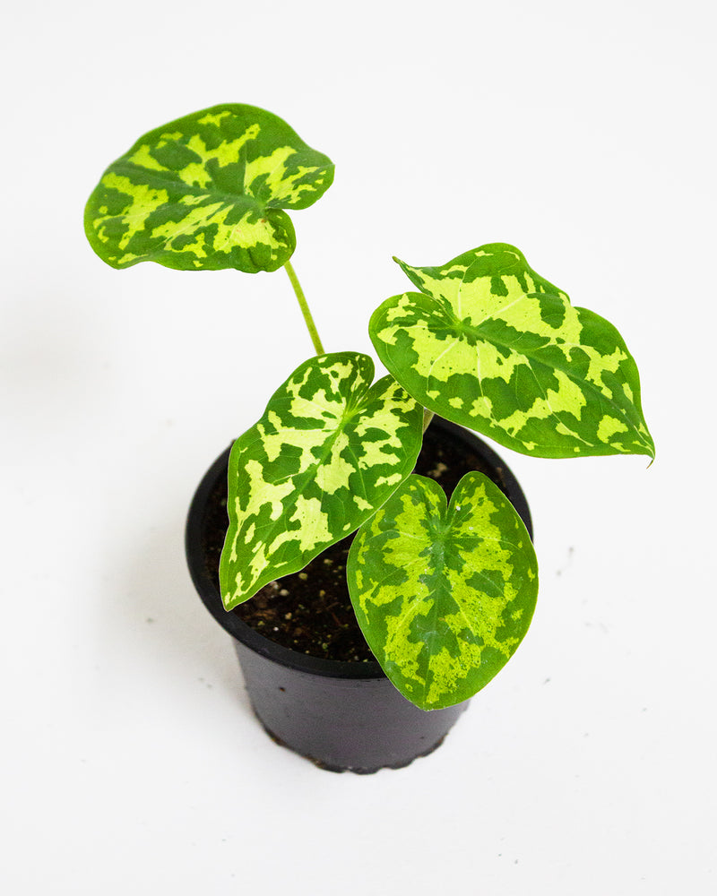 Alocasia Hilo Beauty