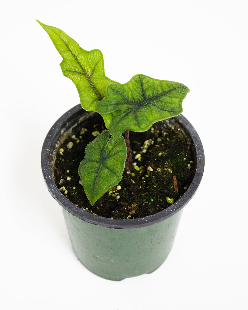 Alocasia Jacklyn