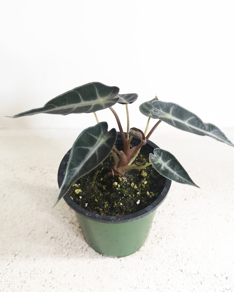 Alocasia Bambino