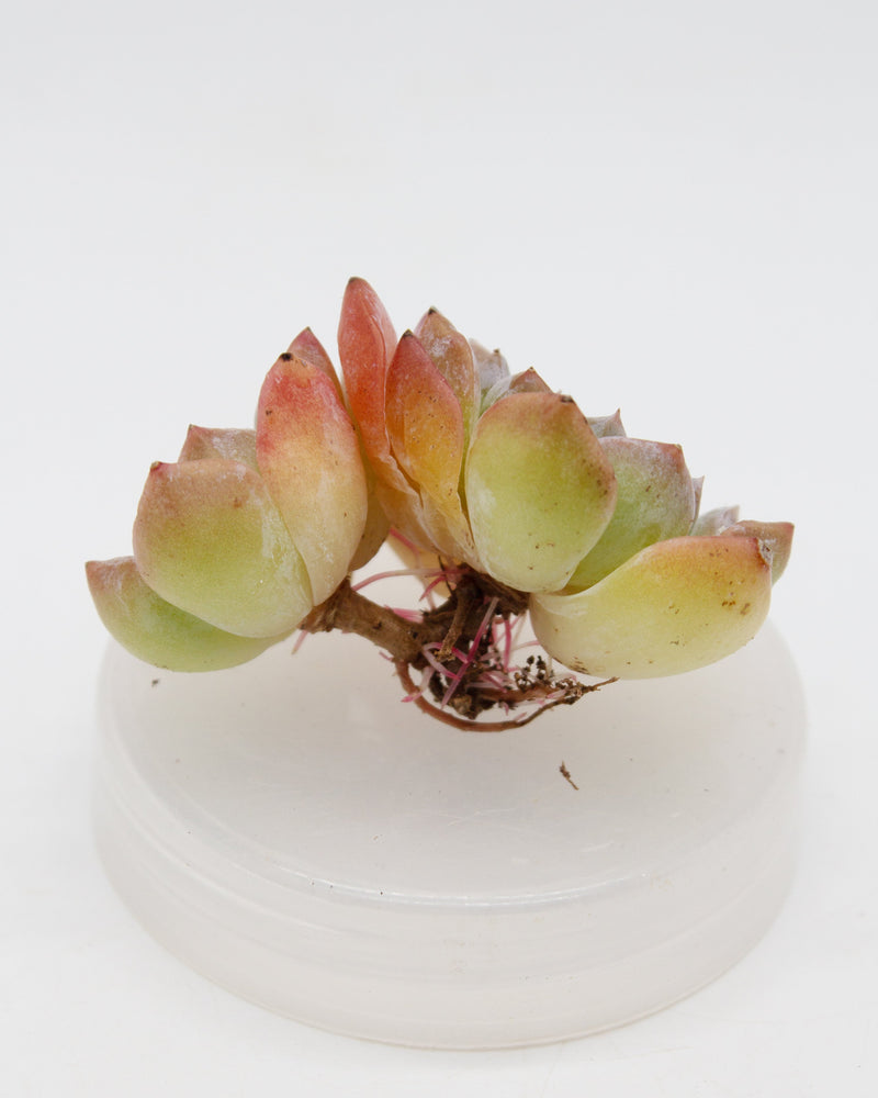 Echeveria Amazing Grace