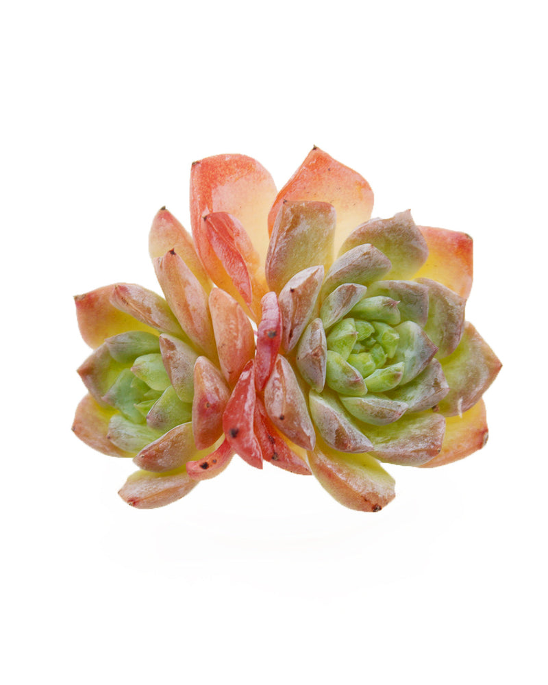 Echeveria Amazing Grace