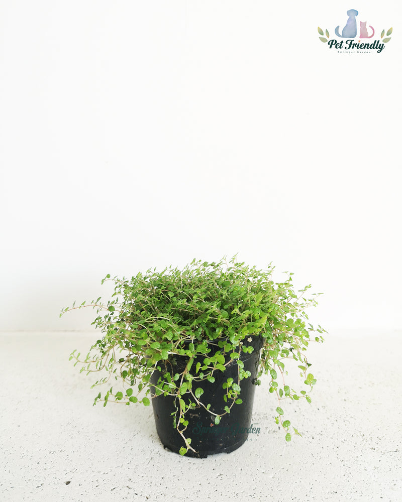 Baby's Tear. Toronto's 5-star Bestseller nursery store selected local & Korean rare succulents; houseplants, indoor plants, selected handmade planters with a drainage hole, pots, bonsai pots, produced by ourselves, wholesale. Ceramic Planter With Drainage Hole Cactus Succulent Plant Pot/Small Fern Flower Pot Gift Garden Desk Pottery/Handmade/Ceramic/Glazed/Table Decor/Indoor Decor/Tabletop Planter