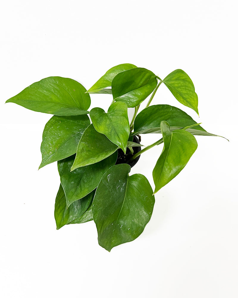 Baltic Blue Pothos