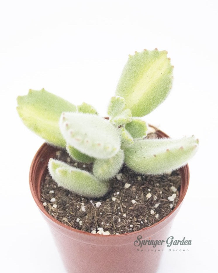
                
                    Load image into Gallery viewer, Cotyledon Tomentosa &amp;quot;Bear Paw&amp;quot; Succulent
                
            