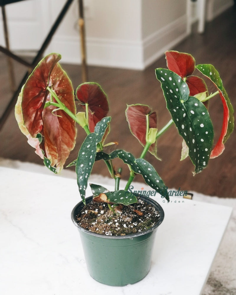 Begonia Maculata