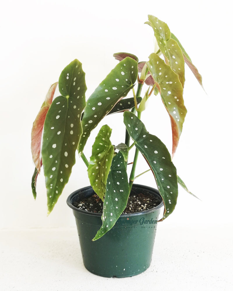 Begonia Maculata