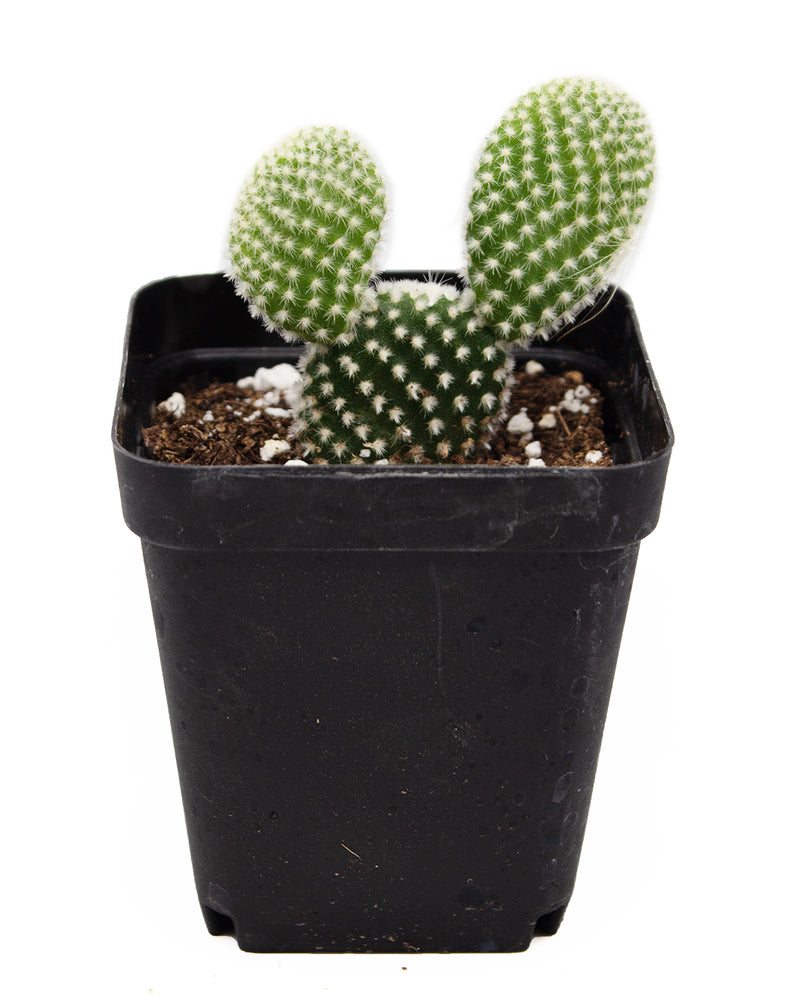 Bunny Ear Cactus