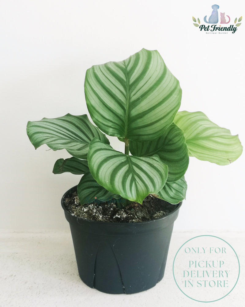 Calathea Orbifolia