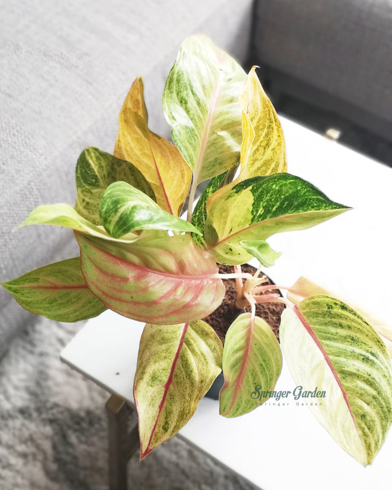 Aka Anyamanee Premium, Aglaonema Golden Flourite is brightly colored and beautiful and offers chartreuse leaves marked with pink and red