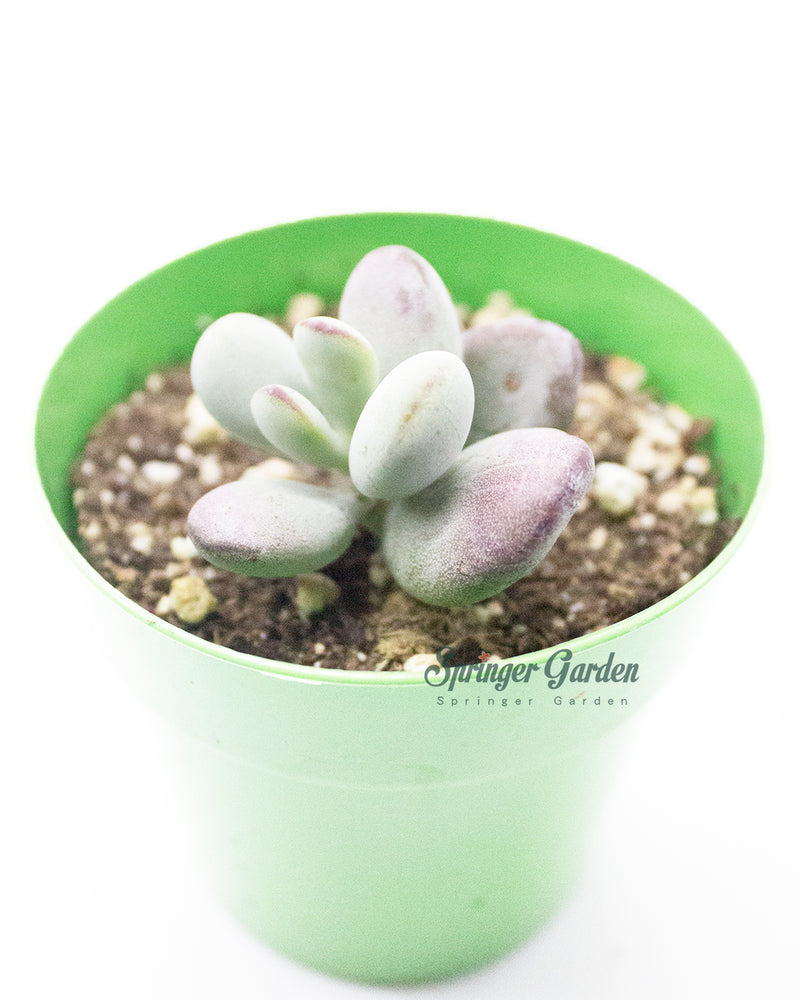 Cotyledon Orbiculata