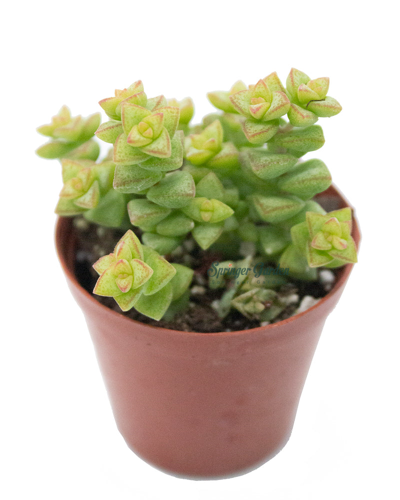 Crassula Tom Thumb