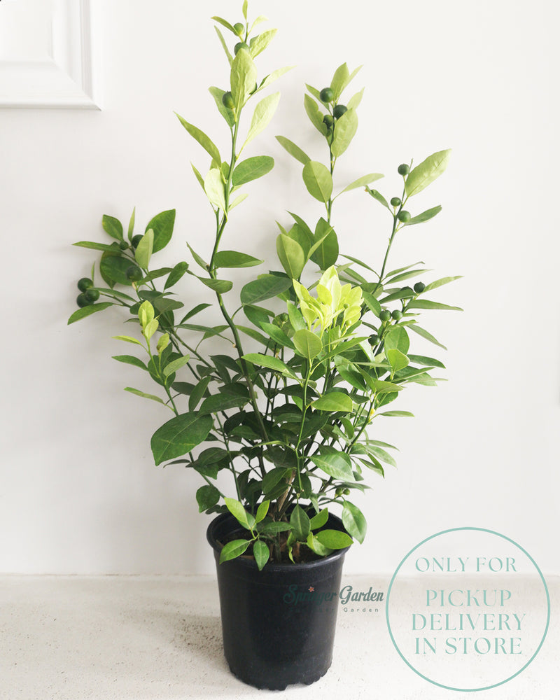 Calamondin Orange Tree
