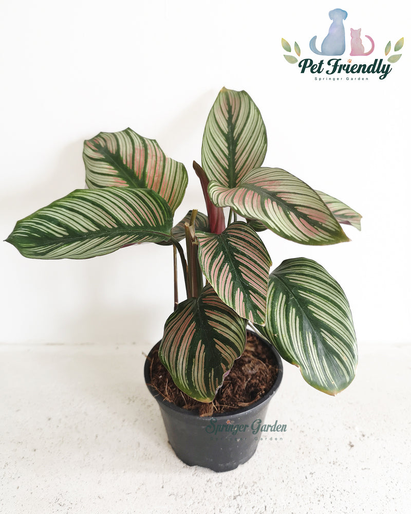 Calathea Majestica White Star