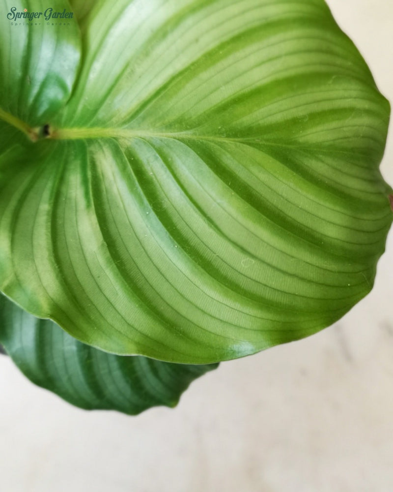 Calathea Orbifolia