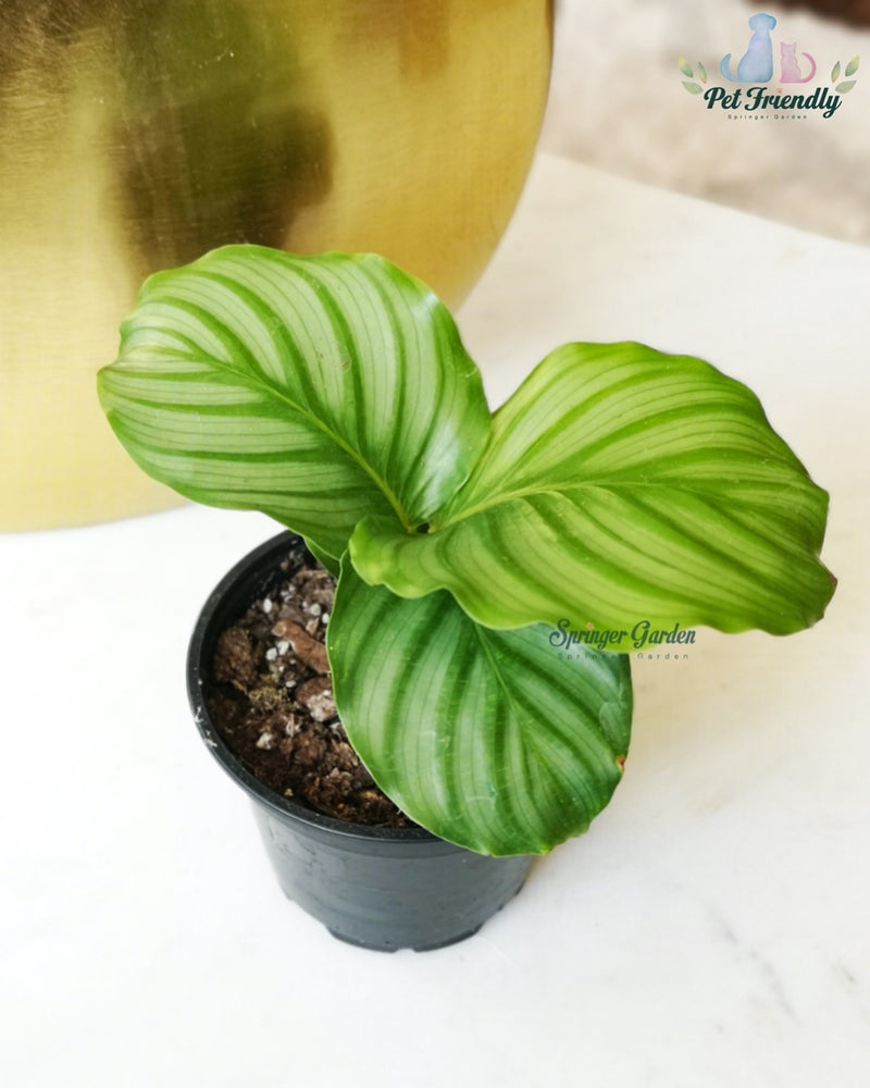 Calathea Orbifolia