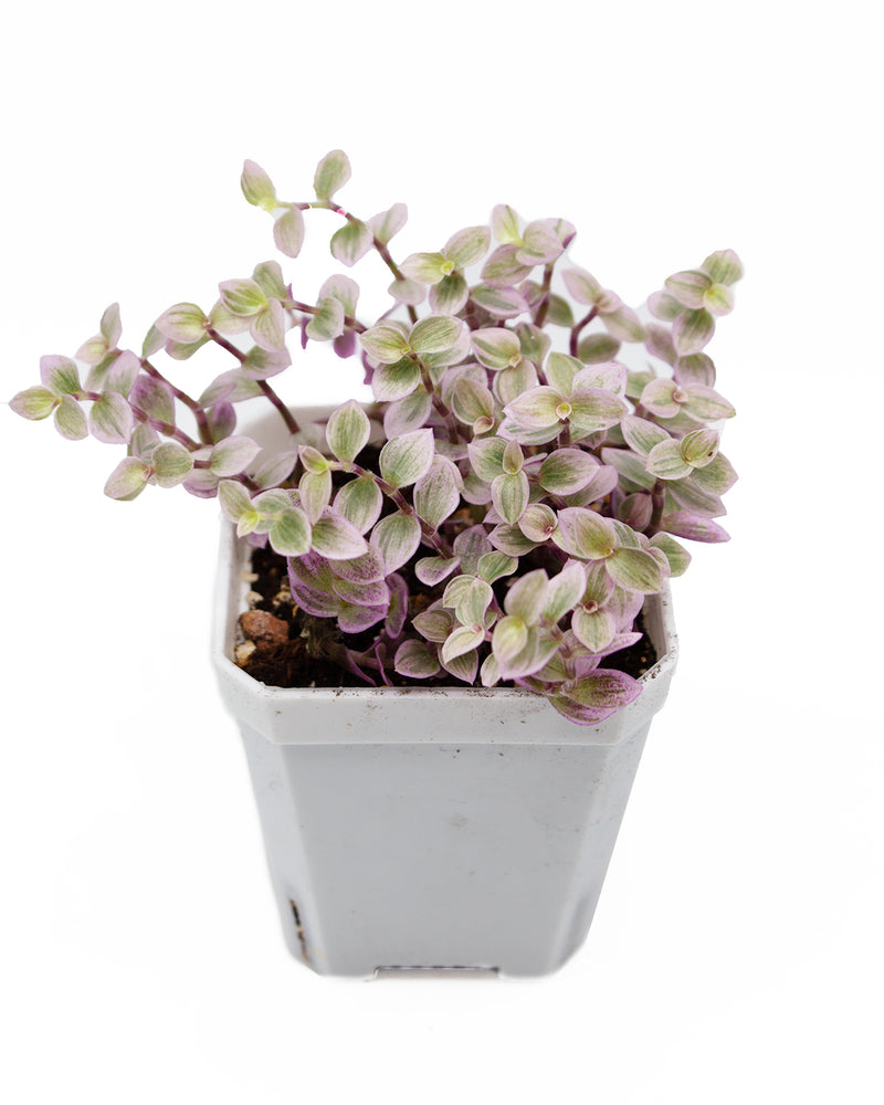Callisia Repens 'Pink Lady'