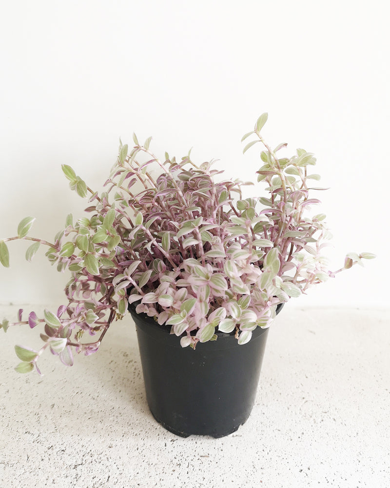 Callisia Repens 'Pink Lady'