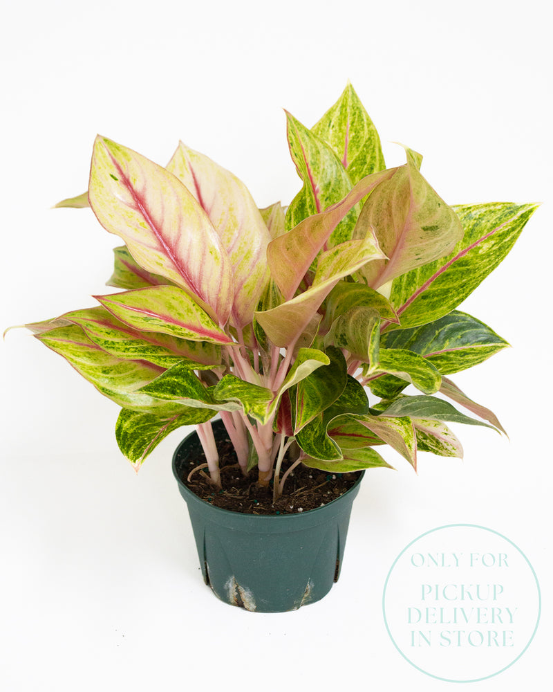 Chinese Evergreen Golden Flourite