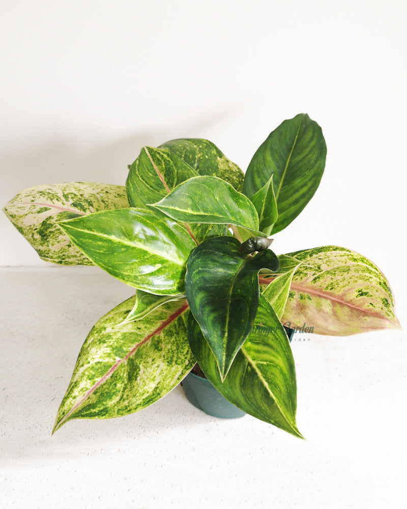 Chinese Evergreen Golden Flourite