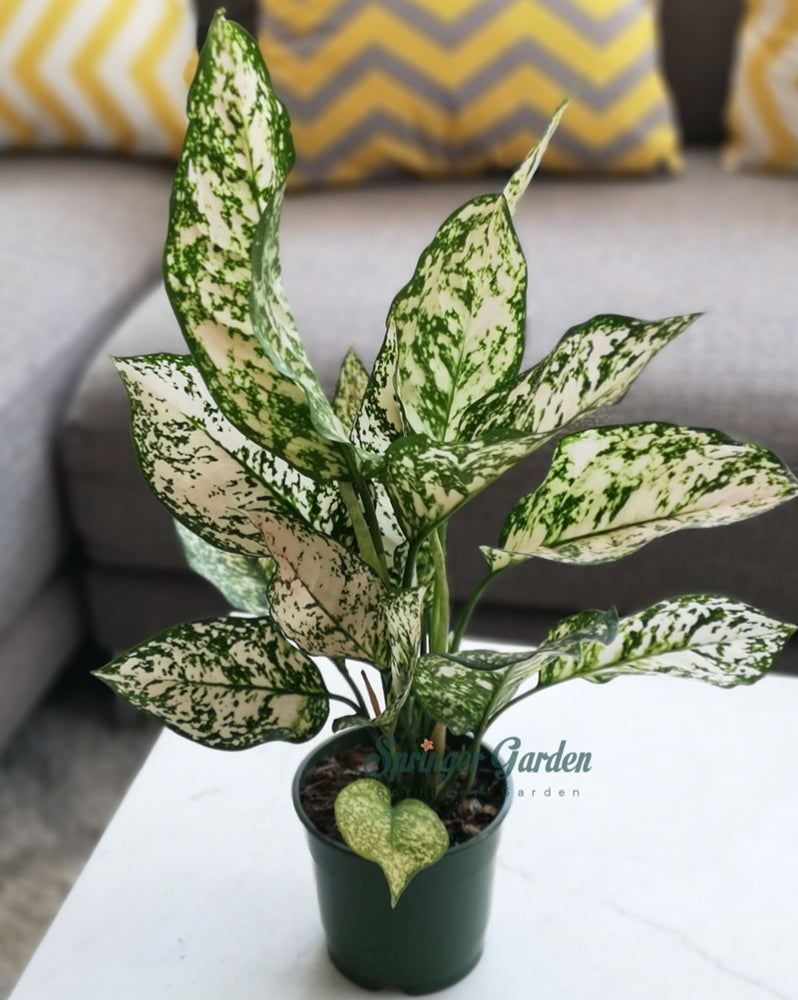 Chinese Evergreen Spring Snow Toronto's 5-star Bestseller nursery store selected local & Korean rare succulents; houseplants, indoor plants, selected handmade planters with a drainage hole, pots, bonsai pots, produced by ourselves, wholesale. Ceramic Planter With Drainage Hole Cactus Succulent Plant Pot/Small Fern Flower Pot Gift Garden Desk Pottery/Handmade/Ceramic/Glazed/Table Decor/Indoor Decor/Tabletop Planter