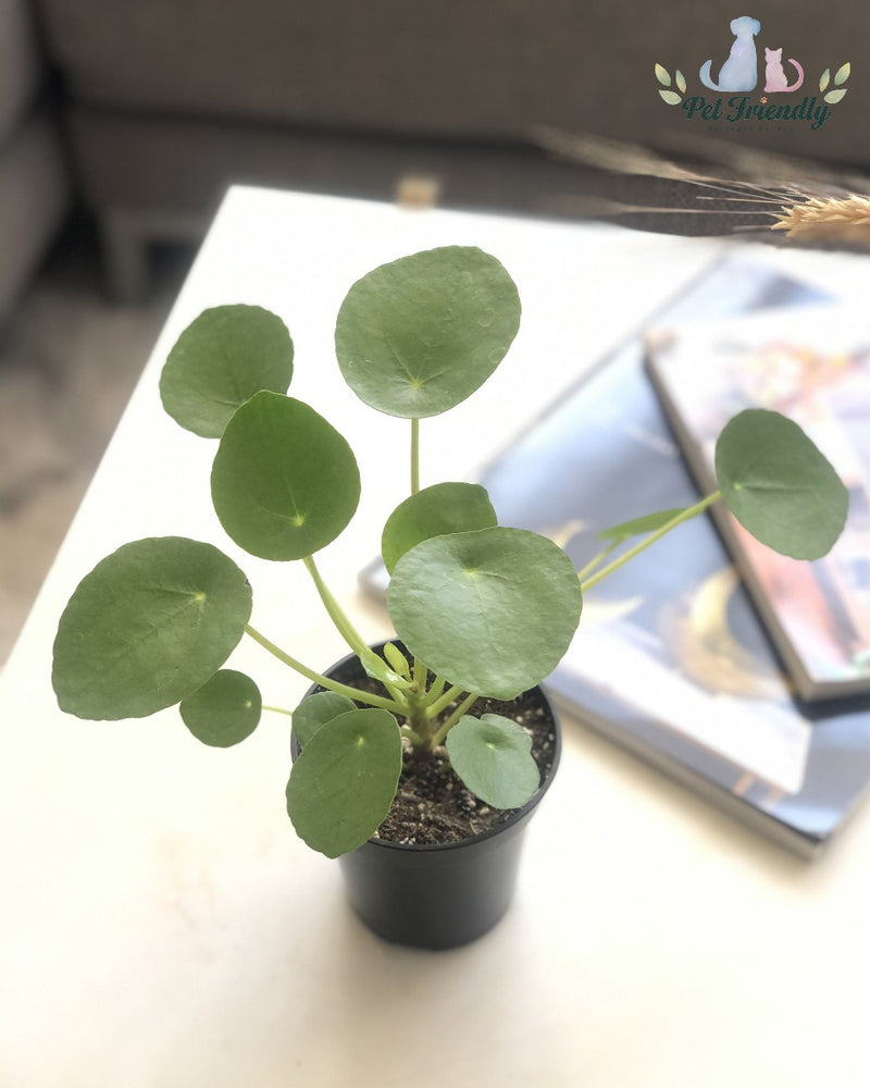 Chinese Money Plant