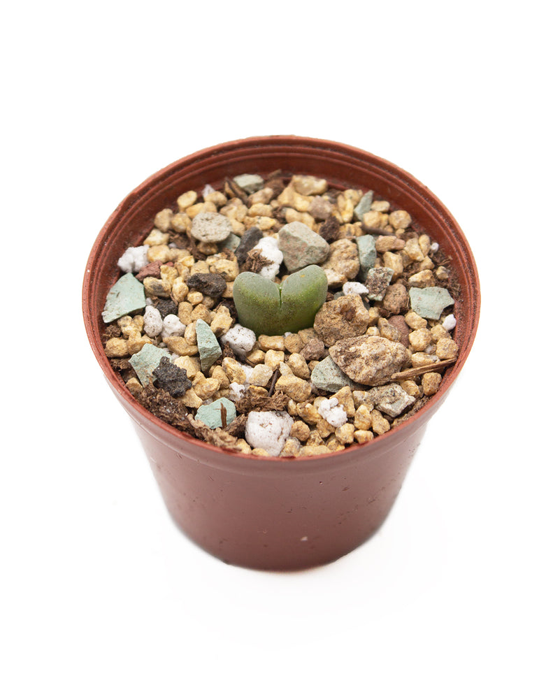 Conophytum Friedrichiae