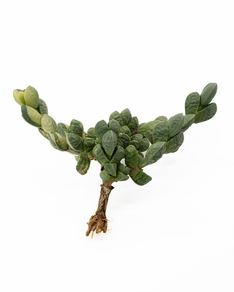 
                
                    Load image into Gallery viewer, Corpuscularia Lehmannii var. Toronto&amp;#39;s 5-star Bestseller nursery store selected local &amp;amp; Korean rare succulents; houseplants, indoor plants, selected handmade planters with a drainage hole, pots, bonsai pots, produced by ourselves, wholesale.
                
            