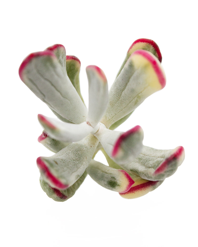 Cotyledon Orbiculate Var. - Long Form