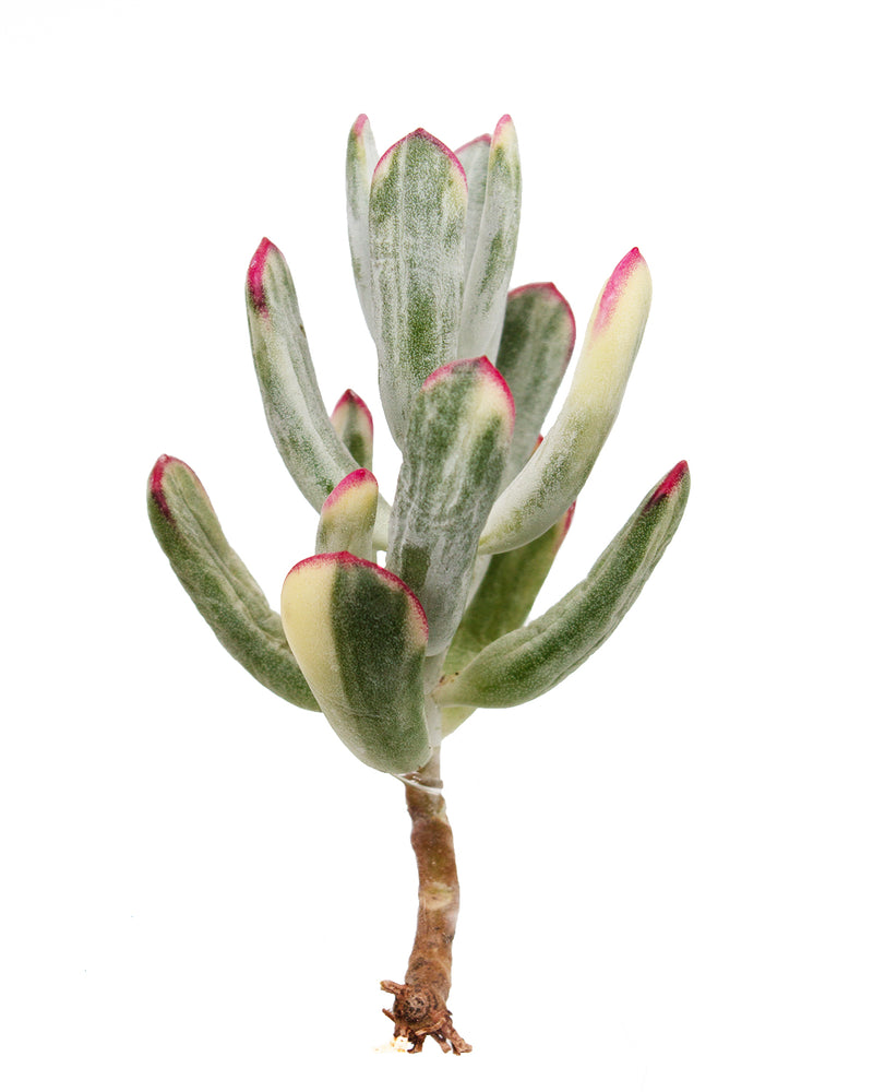 Cotyledon Orbiculata Var. - Long Form Toronto's 5-star Bestseller nursery store selected local & Korean rare succulents; houseplants, indoor plants, selected handmade planters with a drainage hole, pots, bonsai pots, produced by ourselves, wholesale.