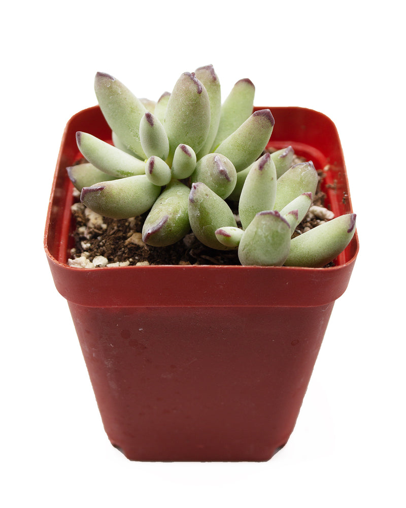 Cotyledon Orbiculata var. Dinteri