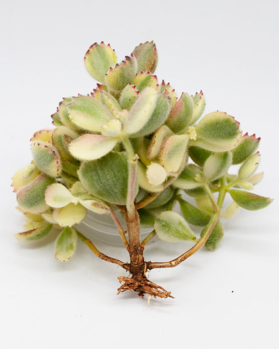 Cotyledon Tomentosa f.var. Rainbow