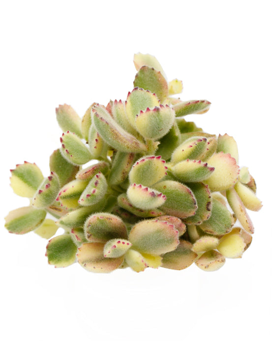 Cotyledon Tomentosa f.var. Rainbow