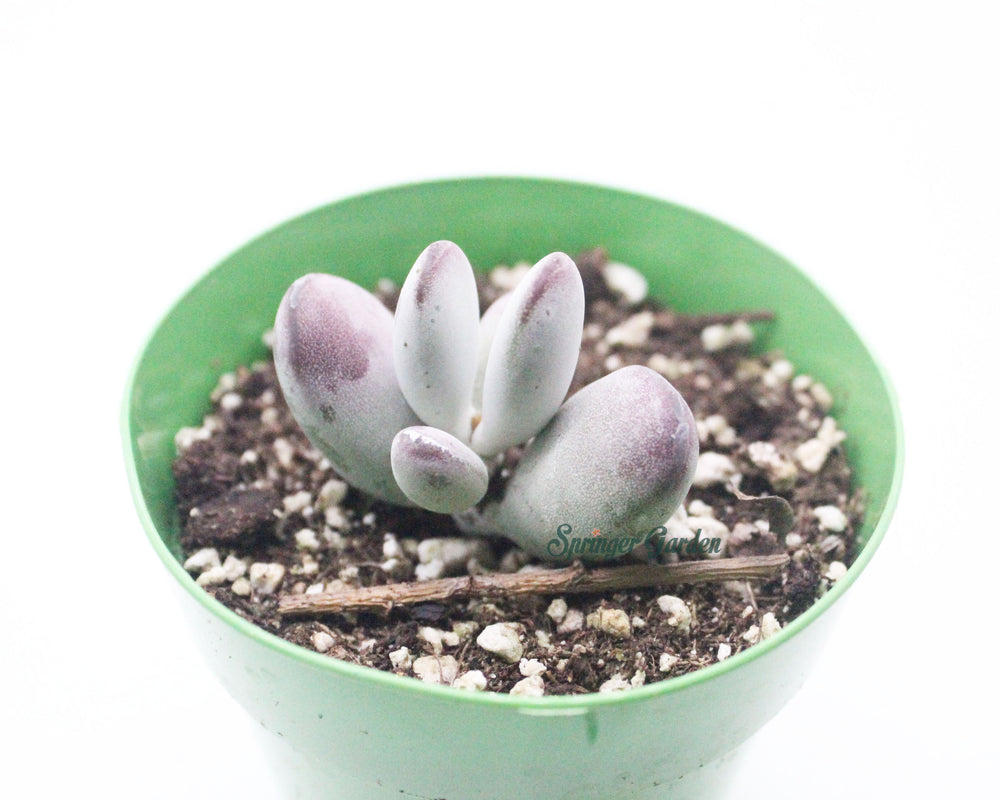 Cotyledon Orbiculata