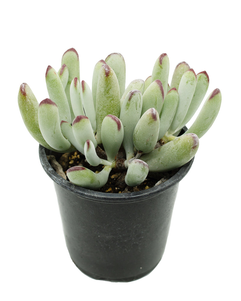 Cotyledon Orbiculata var. Dinteri