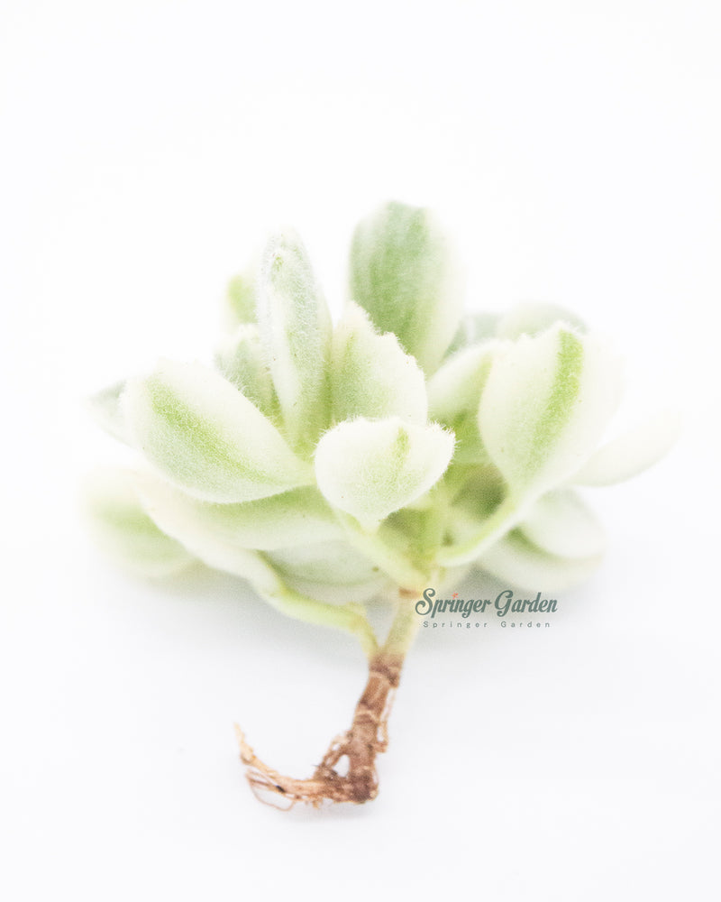 Cotyledon Tomentosa Variegated Toronto's 5-star Bestseller nursery store selected local & Korean rare succulents; houseplants, indoor plants, selected handmade planters with a drainage hole, pots, bonsai pots, produced by ourselves, wholesale.