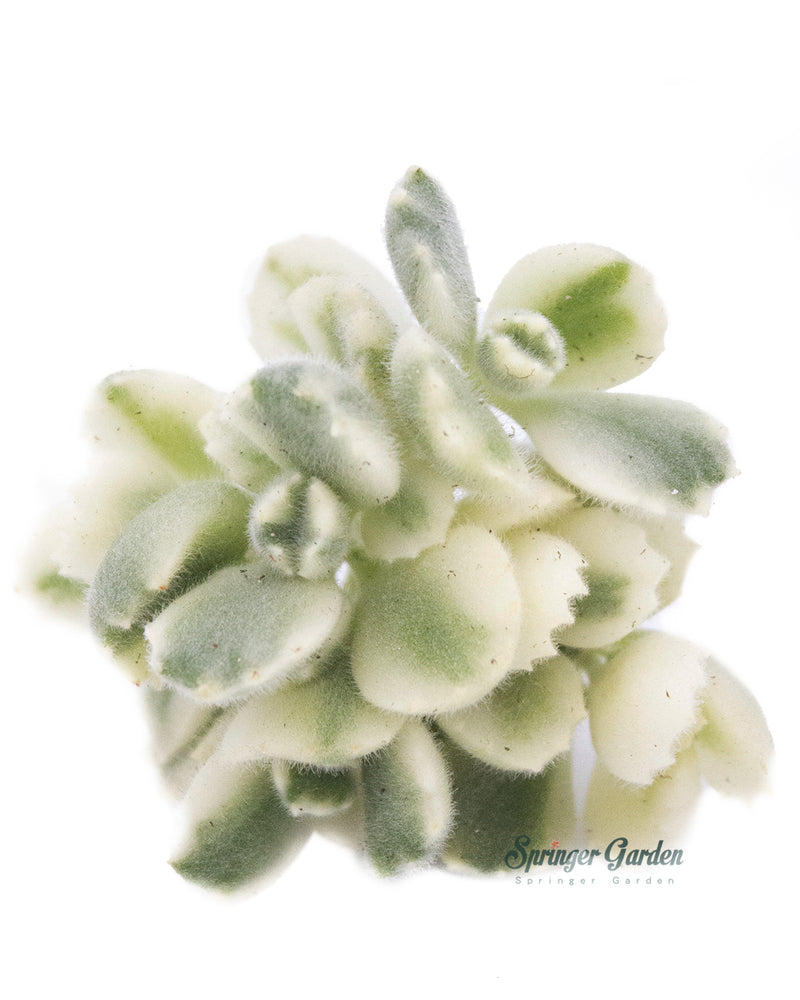 Cotyledon Tomentosa Variegated Toronto's 5-star Bestseller nursery store selected local & Korean rare succulents; houseplants, indoor plants, selected handmade planters with a drainage hole, pots, bonsai pots, produced by ourselves, wholesale.